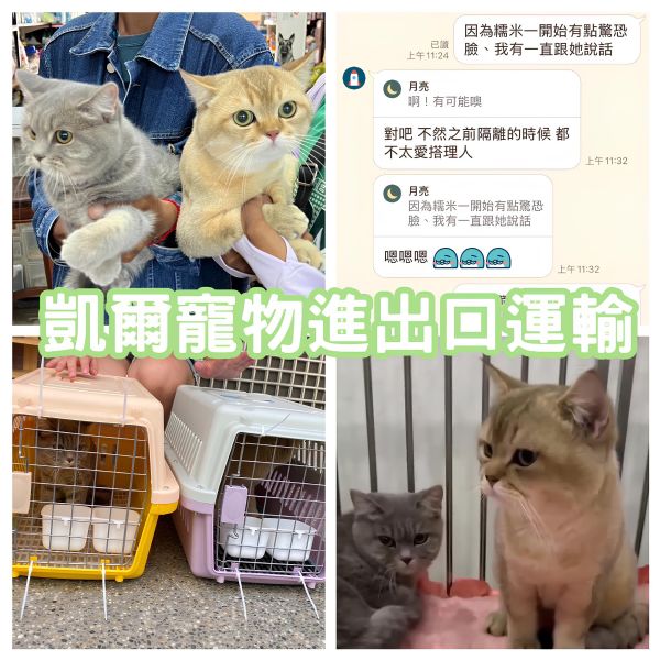 2025/08/22『柬埔寨』柬埔寨超可愛貓咪飛台灣找主人啦~~~~~